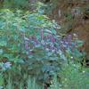 Agastache foeniculum Anise 2,000 Seeds view 1
