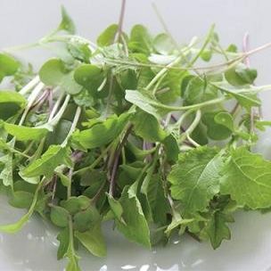 Greens Micro Salad Mix Mild 5,000 Seeds