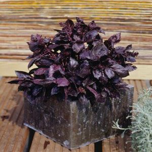 Basil Dark Opal Ocimum basilicum 1,000 Seeds