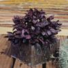 Basil Dark Opal Ocimum basilicum 1,000 Seeds view 1