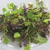 Greens Micro Salad Mix Spicy 5,000 Seeds view 1