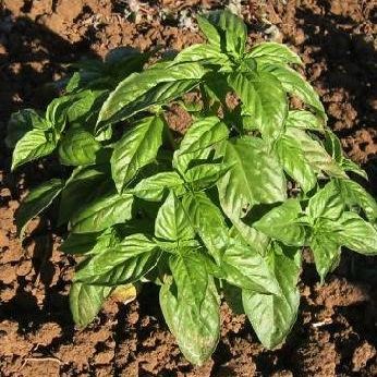 Basil Romanesco Ocimum basilicum 30 Seeds
