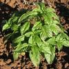 Basil Romanesco Ocimum basilicum 30 Seeds view 1
