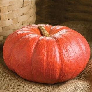 Pumpkin Rouge VIF D'Etampes 100 Seeds