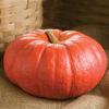 Pumpkin Rouge VIF D'Etampes 100 Seeds view 1