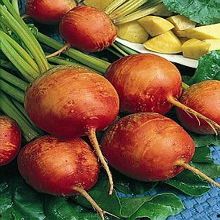 Beets Golden Detroit 250 Seeds