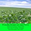 Palouse Brand Certified Glyphosate Residue Free Green Split Peas | 18 lbs | Family Farmed in Washington State | 100% Desiccant Free | Non-GMO | 100% Non-Irradiated | Kosher | Field Traced view 3