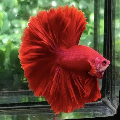 D&A Tropical Live Fish-1 Male Halfmoon Betta Live Fish- Live Betta Fish for Pond, Fish Tank or Aquarium, Live Fish Freshwater (Red)