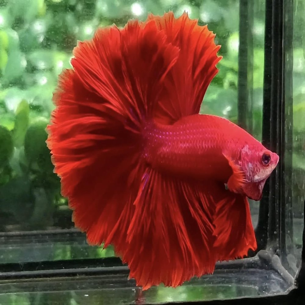 D&A Tropical Live Fish-1 Male Halfmoon Betta Live Fish- Live Betta Fish for Pond, Fish Tank or Aquarium, Live Fish Freshwater (Red)