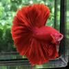 D&A Tropical Live Fish-1 Male Halfmoon Betta Live Fish- Live Betta Fish for Pond, Fish Tank or Aquarium, Live Fish Freshwater (Red) view 1