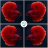 D&A Tropical Live Fish-1 Male Halfmoon Betta Live Fish- Live Betta Fish for Pond, Fish Tank or Aquarium, Live Fish Freshwater (Red) view 2
