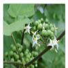 100g Dried Turkey Berry Leaves (Solanum Torvum) Pure Grade A Quality Healthy Leaves + view 2