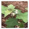 100g Dried Turkey Berry Leaves (Solanum Torvum) Pure Grade A Quality Healthy Leaves + view 3