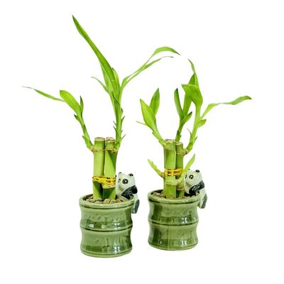 Coop & Harp Small Lucky Bamboo Live Indoor Plant with Ceramic Vase, Live Indoor Lucky Bamboo for Home, Office and Gift (2PK Panda)