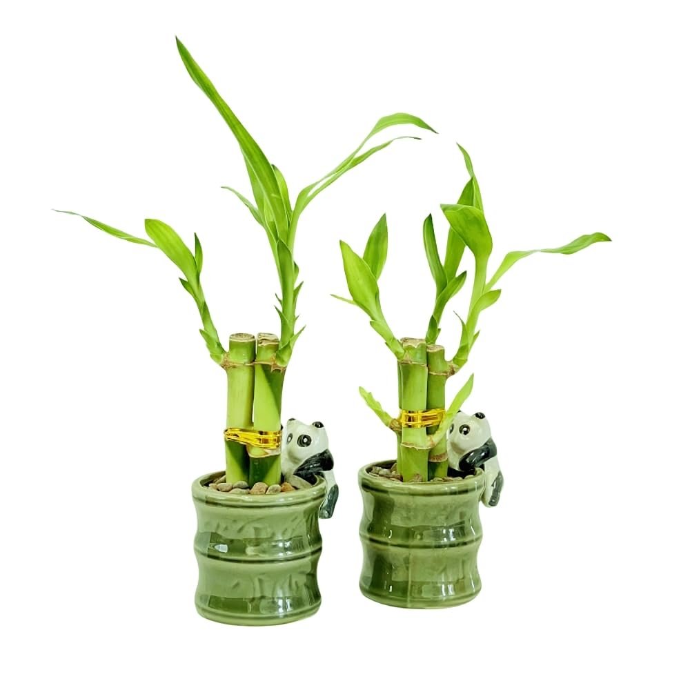 Coop & Harp Small Lucky Bamboo Live Indoor Plant with Ceramic Vase, Live Indoor Lucky Bamboo for Home, Office and Gift (2PK Panda)