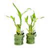 Coop & Harp Small Lucky Bamboo Live Indoor Plant with Ceramic Vase, Live Indoor Lucky Bamboo for Home, Office and Gift (2PK Panda) view 1