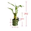 Coop & Harp Small Lucky Bamboo Live Indoor Plant with Ceramic Vase, Live Indoor Lucky Bamboo for Home, Office and Gift (2PK Panda) view 2