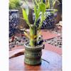 Coop & Harp Small Lucky Bamboo Live Indoor Plant with Ceramic Vase, Live Indoor Lucky Bamboo for Home, Office and Gift (2PK Panda) view 4