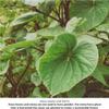 KAVA Waka Powder  Authentic, Noble Kava Root Powder (2.5 LB JAR) Imported from Fiji view 3