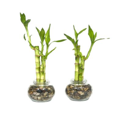Generic Set of Two Live Lucky Bamboo 3 Stalk Arrangements 4,6, & 8 Straight Lucky Bamboo in Round Glass Pot 3.5 with River Pebbles Home Decor, green