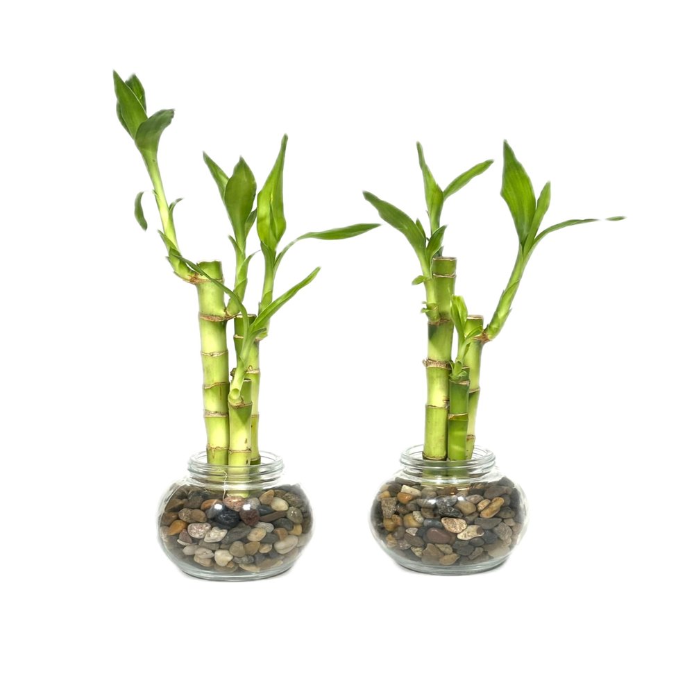 Generic Set of Two Live Lucky Bamboo 3 Stalk Arrangements 4,6, & 8 Straight Lucky Bamboo in Round Glass Pot 3.5 with River Pebbles Home Decor, green
