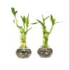 Generic Set of Two Live Lucky Bamboo 3 Stalk Arrangements 4,6, & 8 Straight Lucky Bamboo in Round Glass Pot 3.5 with River Pebbles Home Decor, green view 1