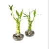 Generic Set of Two Live Lucky Bamboo 3 Stalk Arrangements 4,6, & 8 Straight Lucky Bamboo in Round Glass Pot 3.5 with River Pebbles Home Decor, green view 2