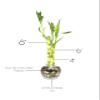 Generic Set of Two Live Lucky Bamboo 3 Stalk Arrangements 4,6, & 8 Straight Lucky Bamboo in Round Glass Pot 3.5 with River Pebbles Home Decor, green view 3