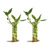 Generic Set of Two Live Lucky Bamboo 3 Stalk Arrangements 4,6, & 8 Straight Lucky Bamboo in Round Glass Pot 3.5 with River Pebbles Home Decor, green view 4