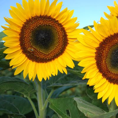 100 Organic TAIYO Japanese Sunflower Seeds; Helianthus annuus