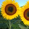 100 Organic TAIYO Japanese Sunflower Seeds; Helianthus annuus view 1