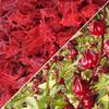 WOODCHA Candied Hibiscus, Dried Edible Flowers, Edible Hibiscus Flowers Cake Decorations, Hibiscus Food, Dehydrated Flowers, Roselle, Kosher, Vegan-Perfect for Christmas, Easter, Thanksgiving, Weddings, Holidays & Homemade Desserts (1lb) view 3