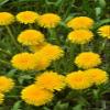 NineLife Basics Sunshine's Nectar Dandelion Jam/Jelly view 4