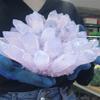 KatLin Natural Stone Shallow Pink Crystal Clusters Quartz Crystal Mineral Home Decor(Size:4-5kg) view 4