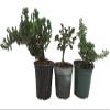 Zen Living Bonsai Assortment - 3 Plants 4" Pots view 1