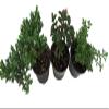 Zen Living Bonsai Assortment - 3 Plants 4" Pots view 2