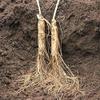 American Ginseng from Wisconsin, Ginseng Root/Ginseng Slice/Ginseng Tea, 1 Pound (Jumbo Long Roots) view 4