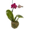 Better-GRO 19 Hanging Kokedama with Phalaenopsis Orchid  Indoor/Outdoor Planter- Pink view 1