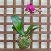 Better-GRO 19 Hanging Kokedama with Phalaenopsis Orchid  Indoor/Outdoor Planter- Pink view 2