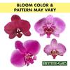 Better-GRO 19 Hanging Kokedama with Phalaenopsis Orchid  Indoor/Outdoor Planter- Pink view 3