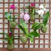 Better-GRO 19 Hanging Kokedama with Phalaenopsis Orchid  Indoor/Outdoor Planter- Pink view 4