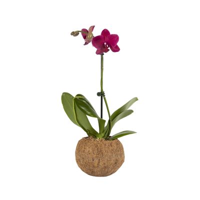 Better-GRO 19.5" Hanging Kokodama with Phalaenopsis Orchid Indoor/Outdoor Biodegradable Planter for Home Decor and Gifts, Eco-Friendly Orchid Planter, No Plastic, Pot Size 5.9 - Pink