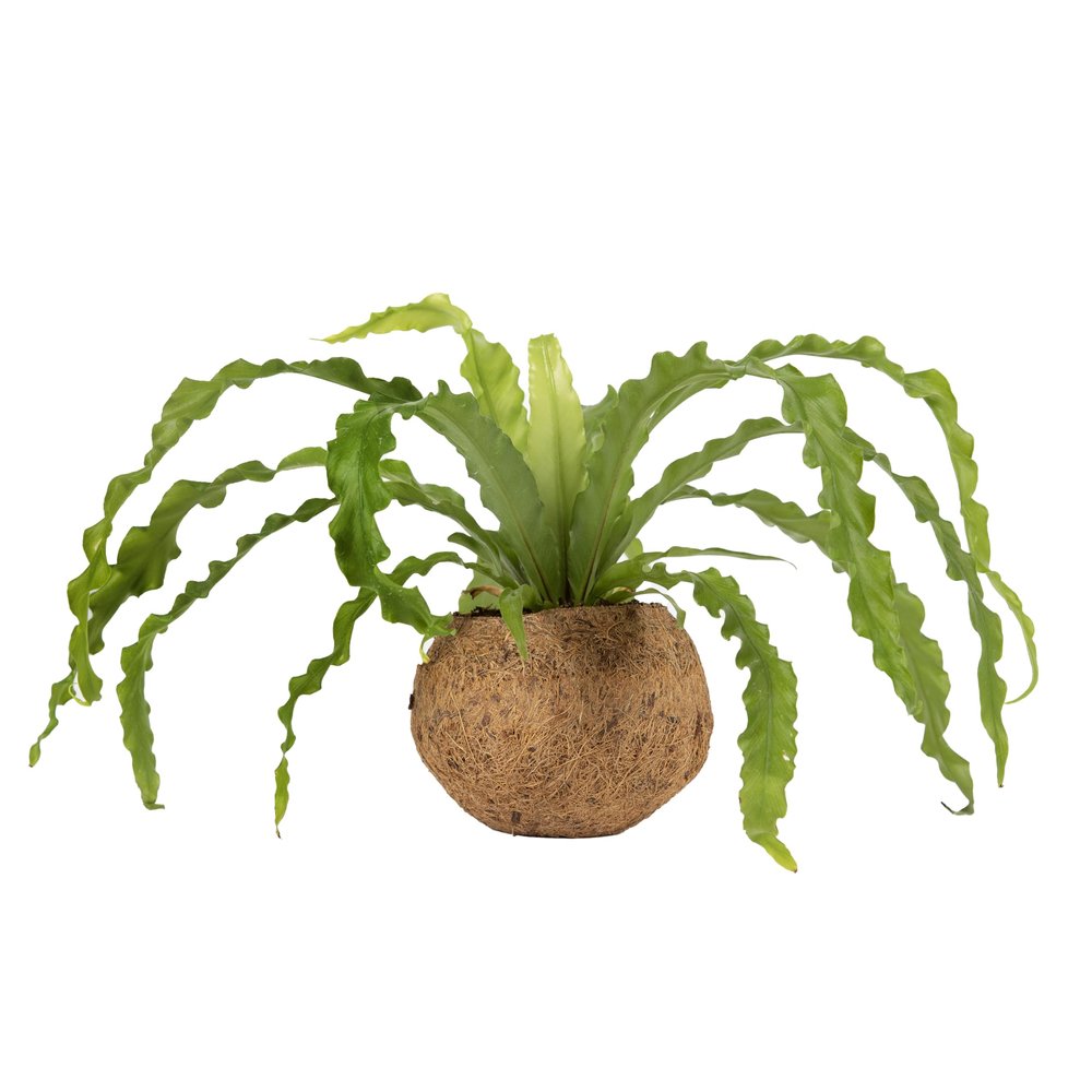 Better-GRO 17 Hanging Kokodama with Birds Nest Fern - Biodegradable, Natural Planter for Indoor/Outdoor Spaces, Sustainable Home Decor Accent