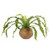 Better-GRO 17 Hanging Kokodama with Birds Nest Fern - Biodegradable, Natural Planter for Indoor/Outdoor Spaces, Sustainable Home Decor Accent view 1