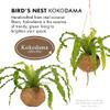 Better-GRO 17 Hanging Kokodama with Birds Nest Fern - Biodegradable, Natural Planter for Indoor/Outdoor Spaces, Sustainable Home Decor Accent view 2