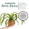 Better-GRO 17 Hanging Kokodama with Birds Nest Fern - Biodegradable, Natural Planter for Indoor/Outdoor Spaces, Sustainable Home Decor Accent view 3