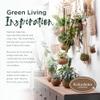 Better-GRO 17 Hanging Kokodama with Birds Nest Fern - Biodegradable, Natural Planter for Indoor/Outdoor Spaces, Sustainable Home Decor Accent view 4