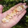 GAF TREASURES Wholesale Rough Citrine 0.5-1.25", Natural Small Citrine Point/Stone, Raw Citrine Healing Crystal (Citrine Point, 0.25 Pound) view 4
