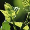 8.81oz/250gMulberry Leaves Tea Premium Natural Mulberry Leaf Tea Sun-Dried Mulberry Loose Leaves Sang Ye Healthy Herbal Tea Sugar Free Caffeine Free No Additives   view 2