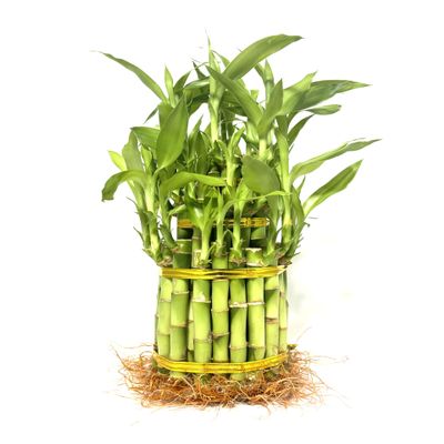 Generic Larger 3 Tier 5"" 7"" 9"" Lucky Bamboo stalks for Feng Shui (Total About 37 Stalks) The Most Elegant Bamboo with Free Plant Food, Green